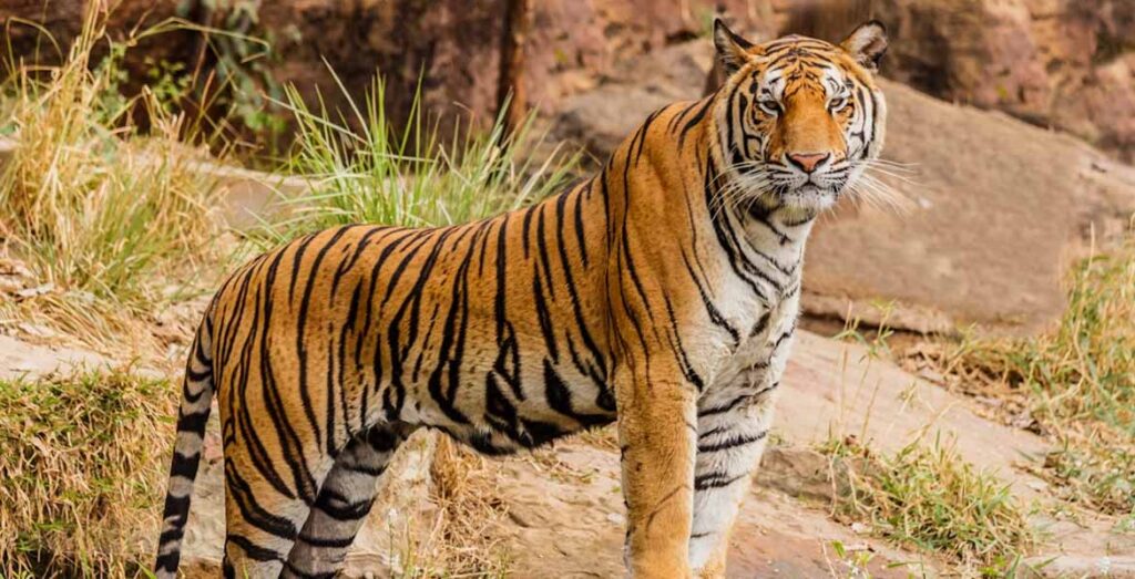 Golden Triangle Tour with Rajasthan Luxury Heritage Hotels