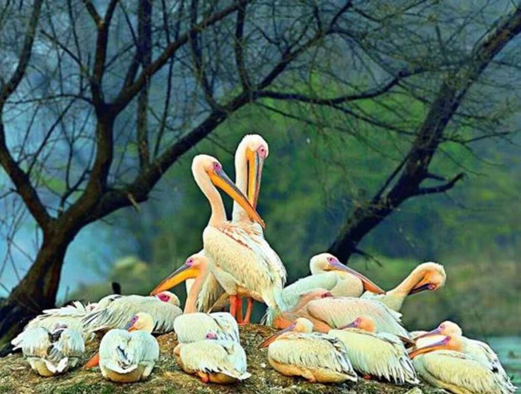 Golden Triangle Tour with Bharatpur Bird Sanctuary