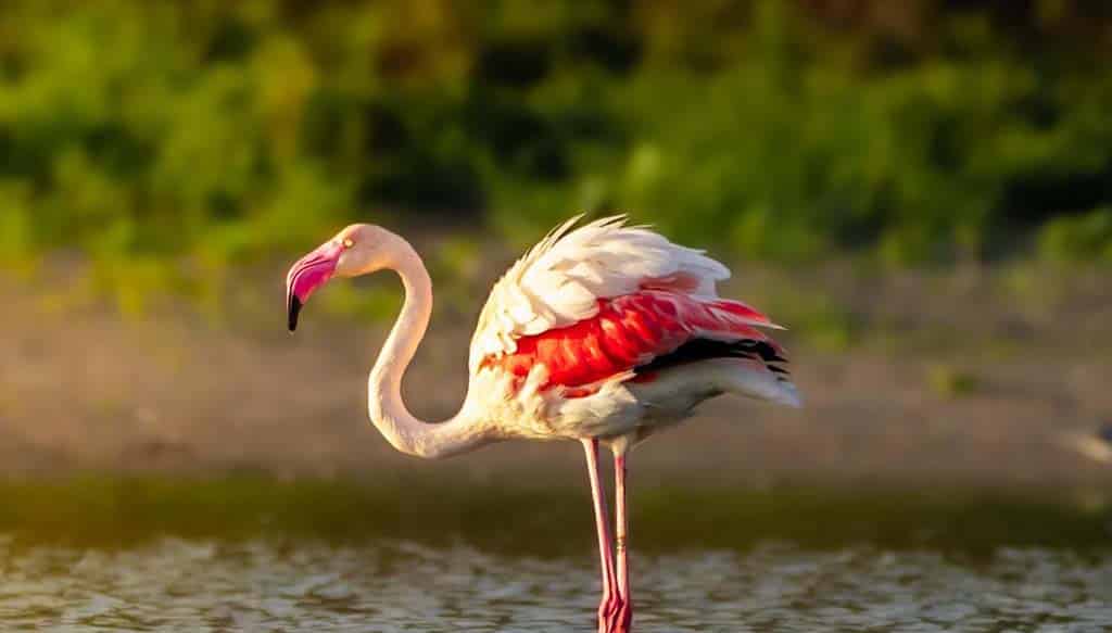 Same Day Bharatpur Bird Sanctuary Tour from Agra