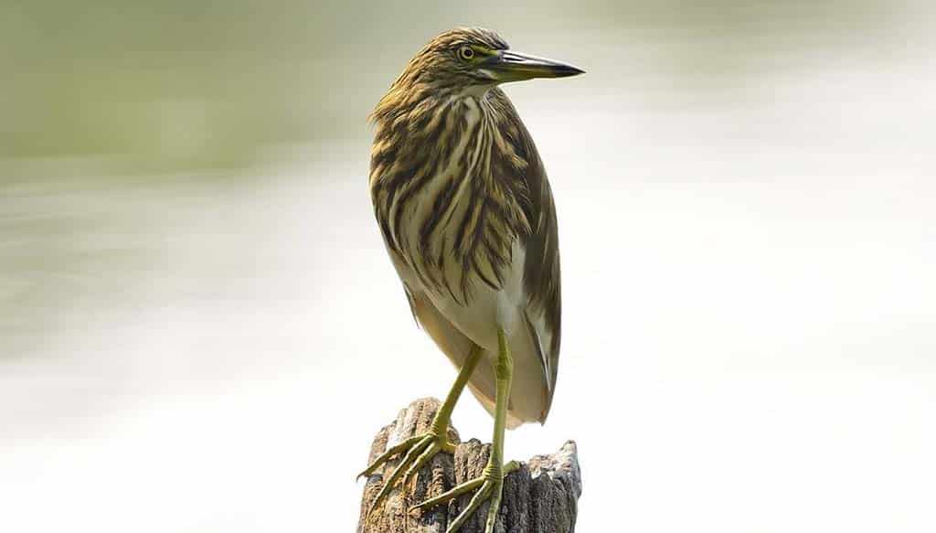 Same Day Bharatpur Bird Sanctuary Tour from Agra