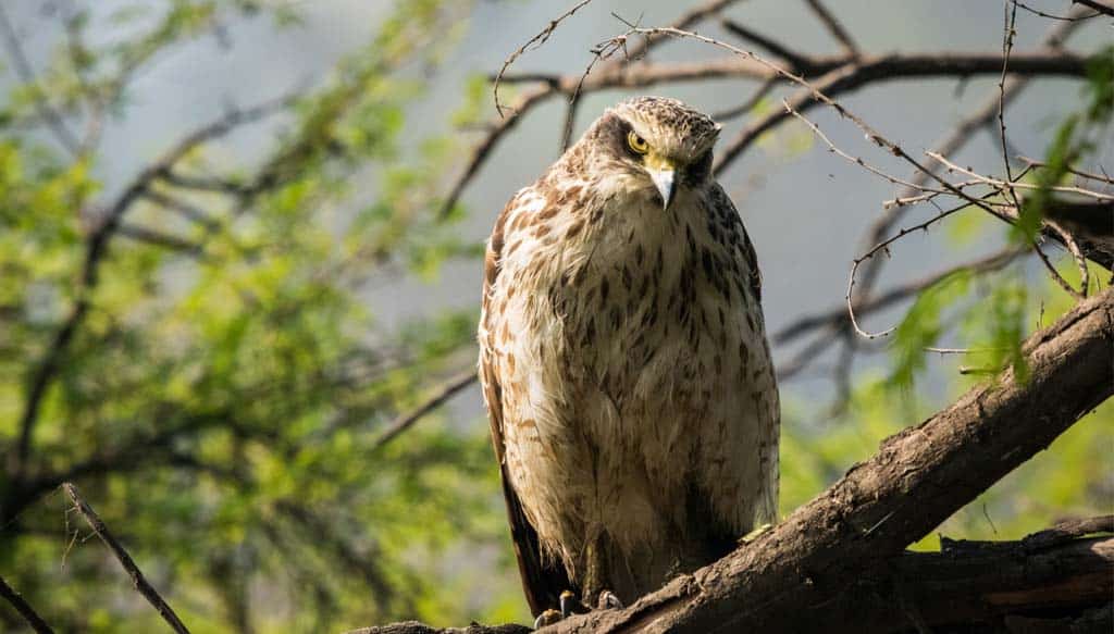 Same Day Bharatpur Bird Sanctuary Tour from Agra