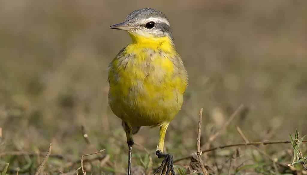 Same Day Bharatpur Bird Sanctuary Tour from Agra
