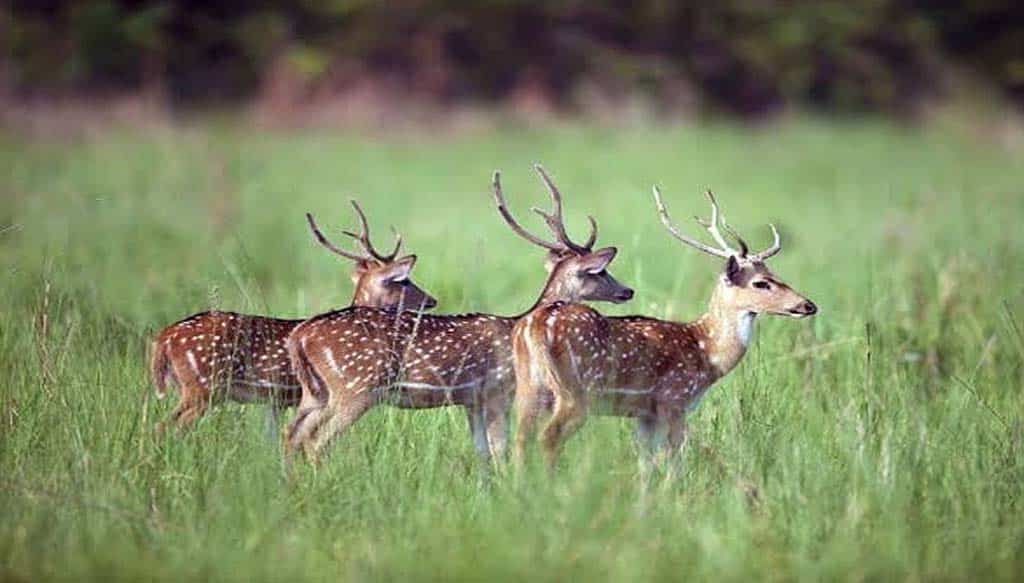 SOS Wildlife Sanctuary Tour From Agra